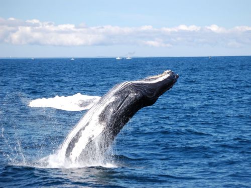 go-whale-watching-in-the-waters-of-cape-cod-massachusetts