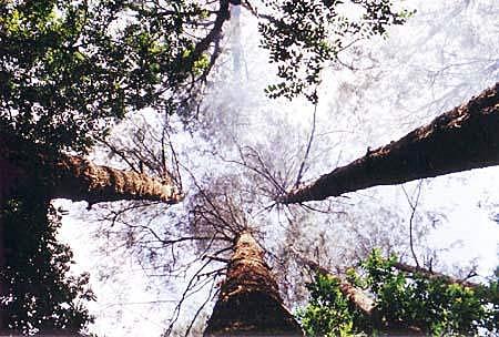 Kayan Mentarang国家公园(印尼)