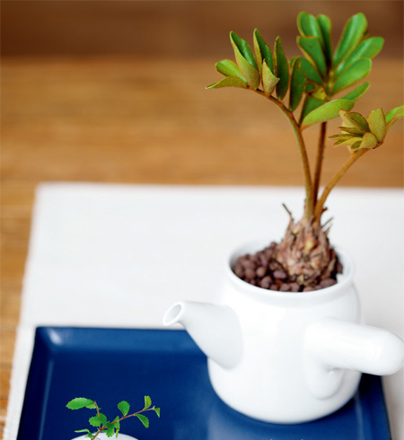 ����ȻŨ���ڷ���֮��