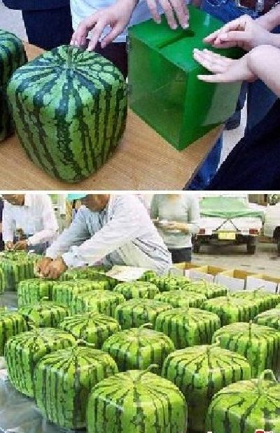 盘点外国人眼中的10个奇异水果 盘点外国人眼中的10个奇异水果
