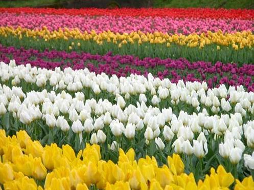 荷兰郁金香花海