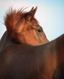 ����ָѹ��Ħ(Reiki on Horseback)
