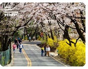 Mt. Namsan&rsquo;s Cherry Blossoms and Forsythias