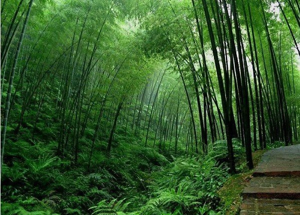 隐遁森林新发现:七个感受宁静大自然的好地方 - 梵天净土——梵净山 - 梵净山——名山之宗