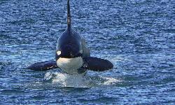  whale watching
    